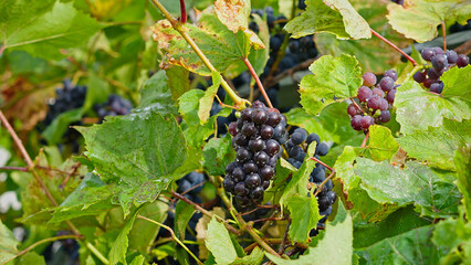 Close-up of wine grapes on vine after rain. Bunches of grapes with water drops among green leaves, symbolizing harvest season, natural farming and winemaking.