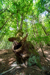 Rheingauer Gebück im Sommer mit knorrigen Buchen und Sonnenlicht im grünen Blätterdach