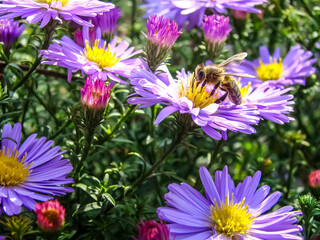 Fototapeta premium Purple autumn aster flowers - desktop wallpaper.