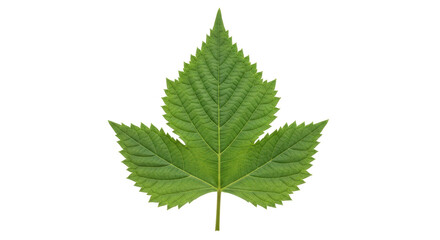 Isolated Green Leaf
