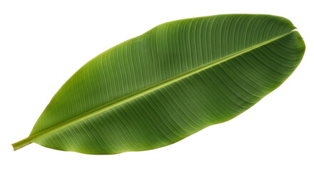 Fototapeta premium Isolated Close-up of a Single Banana Leaf in Natural Light, Green Plant Foliage, Tropical Vibes