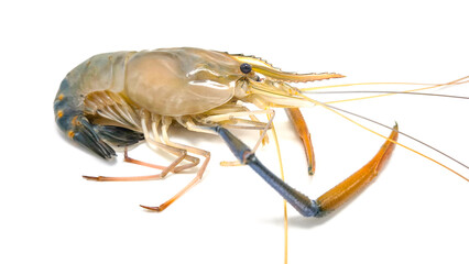 Fresh river prawns isolated on white background. Big freshwater prawns. River prawns for cooking.