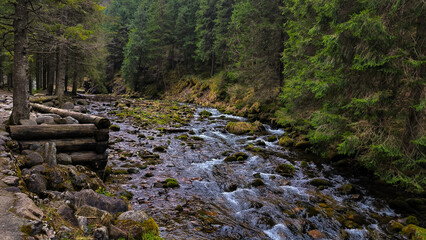 A walk along a forest path in the mountains between trees and a mountain river with a strong current.