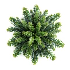 Top view of a fir tree branch isolated on white
