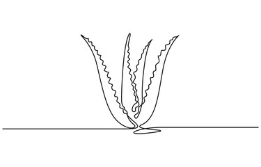 Continuous one line drawing of Aloe vera plant vector illustration. Editable outline