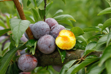 Fresh Organic Plums with Golden Flesh in Basket Among Green Leaves - Natural Fruit Harvest Display