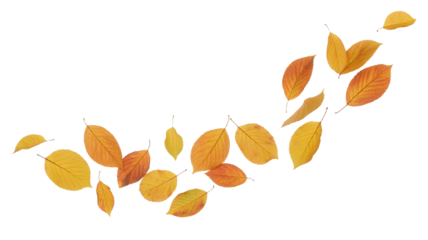 Autumn leaves in shades of yellow and orange scattered design on transparent background