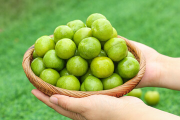 Fresh Sichuan Green Plums in Wicker Basket Held by Hands - Organic Fruit Harvest
