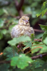 Greenfinch juvenile