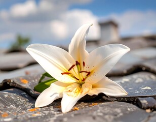White Lily on Roof Tiles