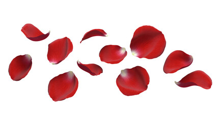 Scattered red rose petals float against a stark creating contrast on transparent background