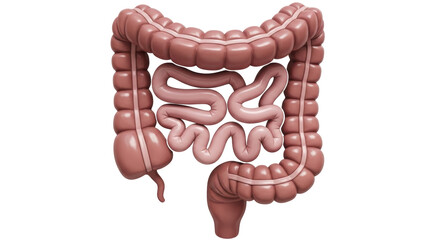 Isolated Human Colon