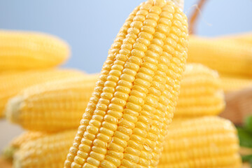 Fresh Sweet Yellow Corn Cobs - Golden Kernels Ready for Cooking