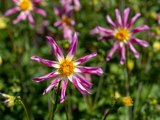 Fototapeta premium Dahlien