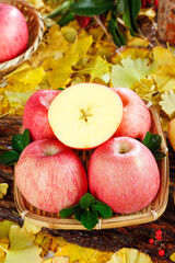 Fresh Red Fuji Apples from Shandong Collection in Basket with Autumn Leaves