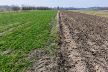 An agricultural field that is half sown and half plowed land.