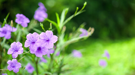 Obraz premium Ruellia tuberosa, also known as minnieroot, fever root, snapdragon root and sheep potato, is a species of flowering plant in the family Acanthaceae.