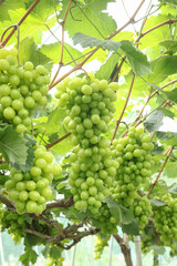 Fresh Green Grapes Hanging on Vineyard Vines Ready for Harvest in Xinjiang