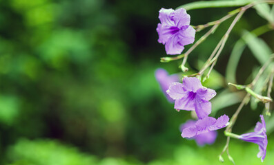 Ruellia tuberosa, also known as minnieroot, fever root, snapdragon root and sheep potato, is a species of flowering plant in the family Acanthaceae.