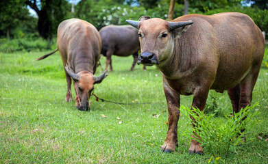 Herd of Asian Water Buffalo, a large water buffalo with impressive horns, looks calmly forward in a bright green grassland.