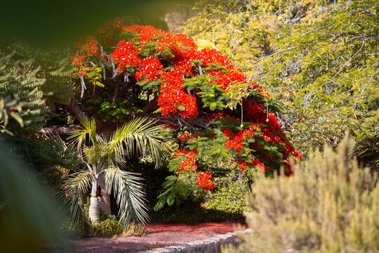 Flammenbaum,  Delonix regia, Flamboyant