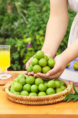 Fresh Green Plums in Hands and Wicker Basket Outdoor Garden Setting with Natural Background