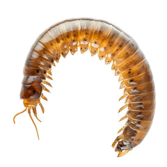 Fototapeta premium Isolated Larva of Mealworm Tenebrio molitor with Detailed Features