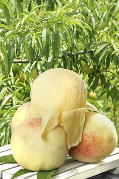 Fresh Yangshan Peaches on Wooden Table with Green Garden Foliage Background