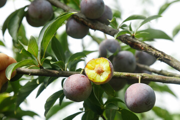 Fresh Ripe Plums on Tree Branch with Yellow Flesh Exposed - Organic Stone Fruit Harvest