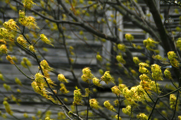 Macro Photography, Blossom, Spring, Garden