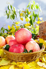 Fresh Red Striped Fuji Apples in Wicker Basket with Autumn Leaves Natural Harvest Display