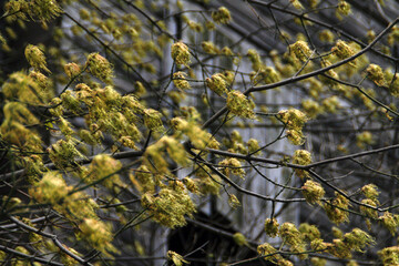 Macro Photography, Blossom, Spring, Garden