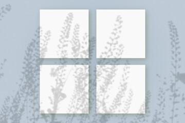 Natural light casts shadows from the field grass on 4 square sheets of white paper lying on a blue background. Mockup