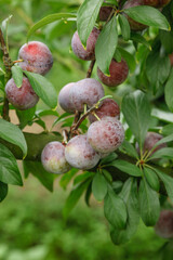 Freshly Picked Red Plums Growing on Tree Branch with Green Leaves in Garden Orchard