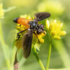 Feather-Legged Fly, Nasketucket Bay State Reservation, Massachusetts