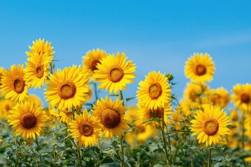Sunflowers, JAPAN. Field of blooming sunflowers on a background blue sky. MZ 
