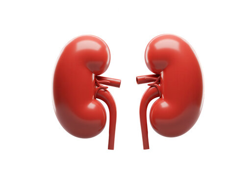 Realistic 3d rendered human kidneys anatomical model isolated on transparent background