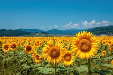 Sunflowers, JAPAN. Field of blooming sunflowers on a background blue sky. MZ 