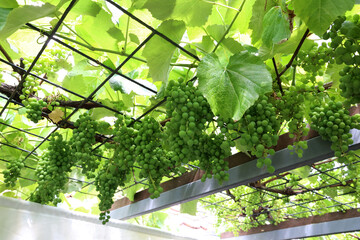 The grapes are ripening in the garden