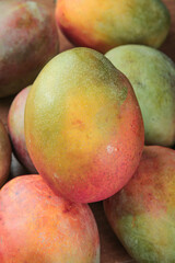 Fresh Ripe Mangoes with Colorful Red Yellow Green Skin - Tropical Fruit Display