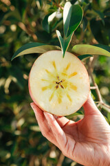 Fresh Cut Red Fuji Apple Cross-Section with Star Core Pattern Held in Hand Outdoors