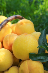 Fresh Yellow Peaches in Wicker Basket - Summer Fruit Selection Showcase
