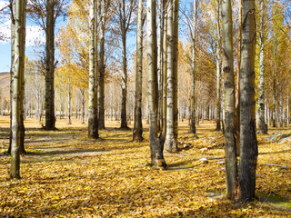 Obraz premium Golden autumn leaves