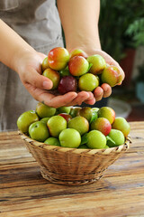 Fresh Organic Plums in Hands - Colorful Stone Fruit Harvest in Wicker Basket