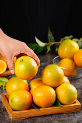 Hand picking fresh sweet oranges from Guangxi China in wooden tray with citrus fruits and green leaves
