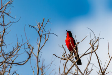 Crimson breasted shrike, Mashatu, Botswana