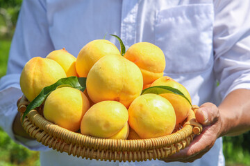 Farmer Holding Basket of Fresh Yellow Peaches After Picking Fruit Harvest