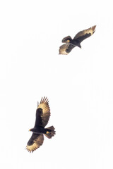 Pair of Verreaux's Eagles in flight