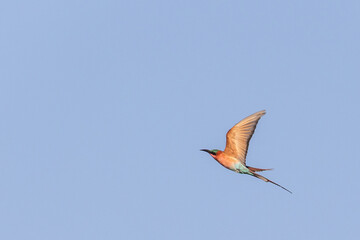 Southern Carmine Bee-eater, Mashatu, Botswana
