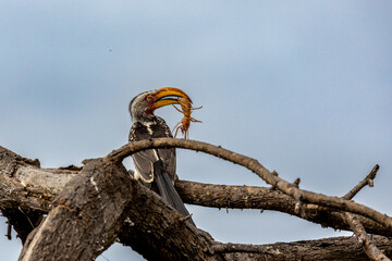 Yellow billed hornbill vs. camel spider © William